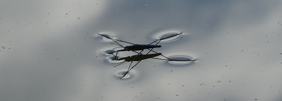 Ein Wasserläufer, der auf der Wasseroberfläche sitzt.